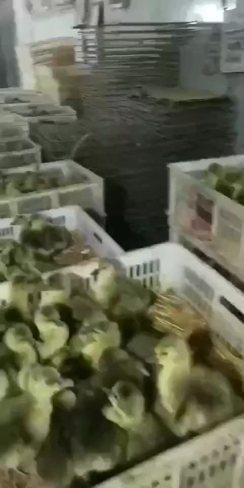 常年出售鹅苗