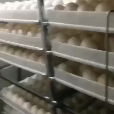 常年出售鹅苗