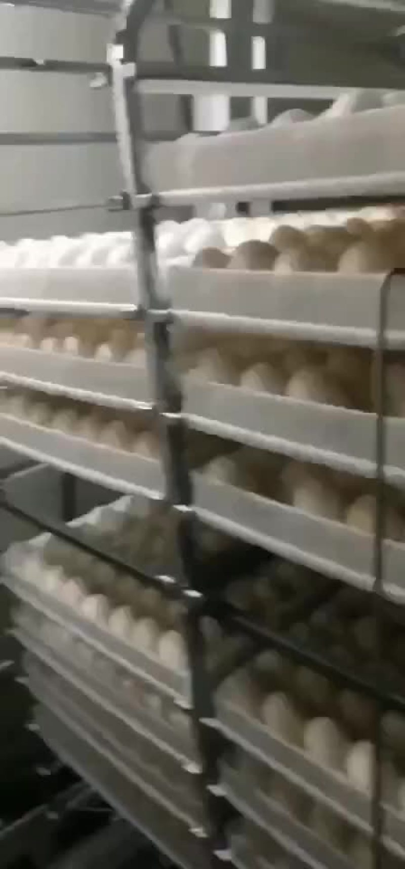 常年出售鹅苗