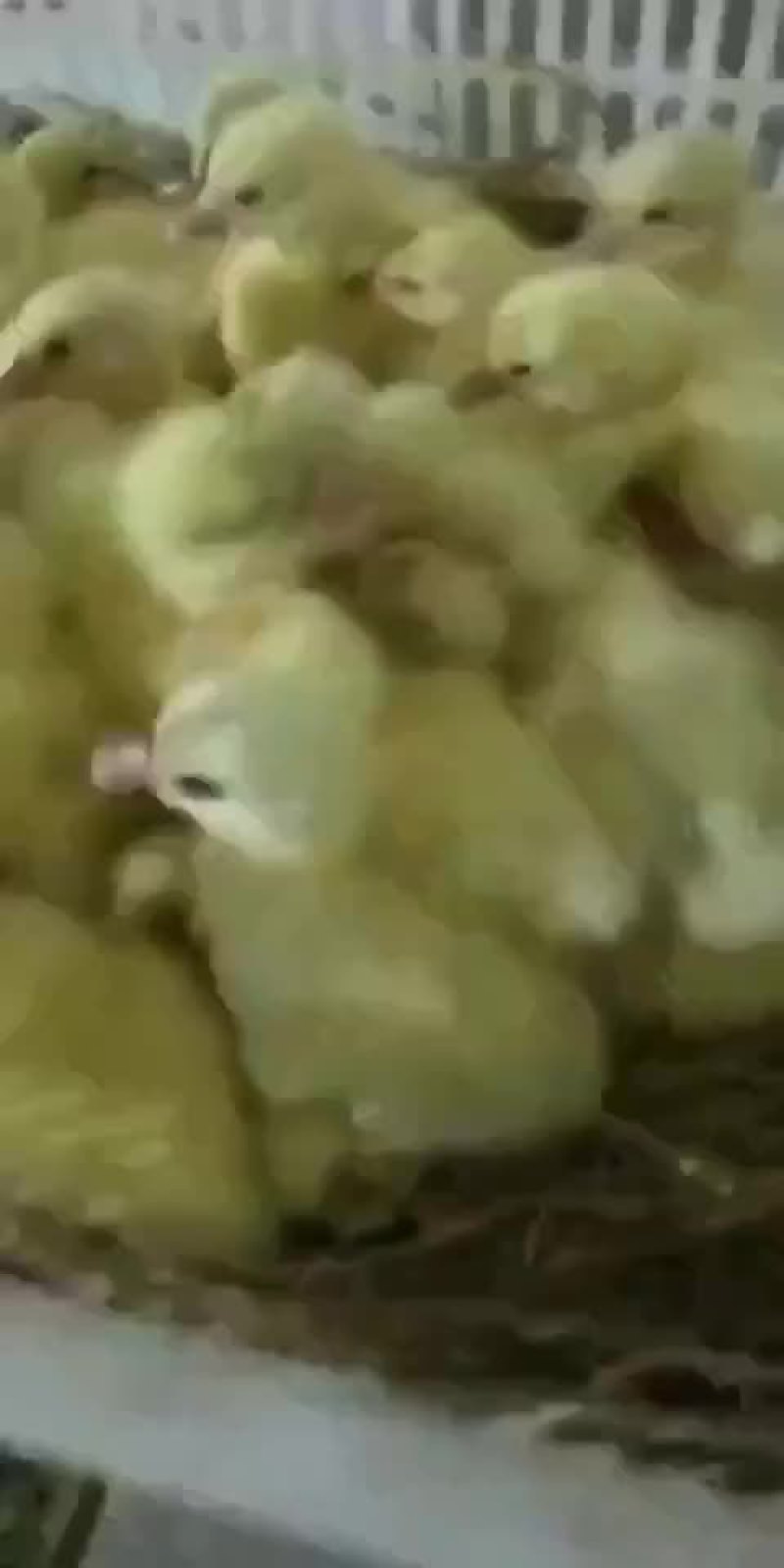 常年出售鹅苗