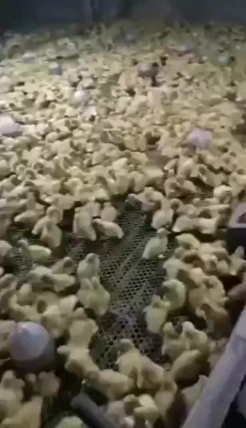 常年出售鹅苗