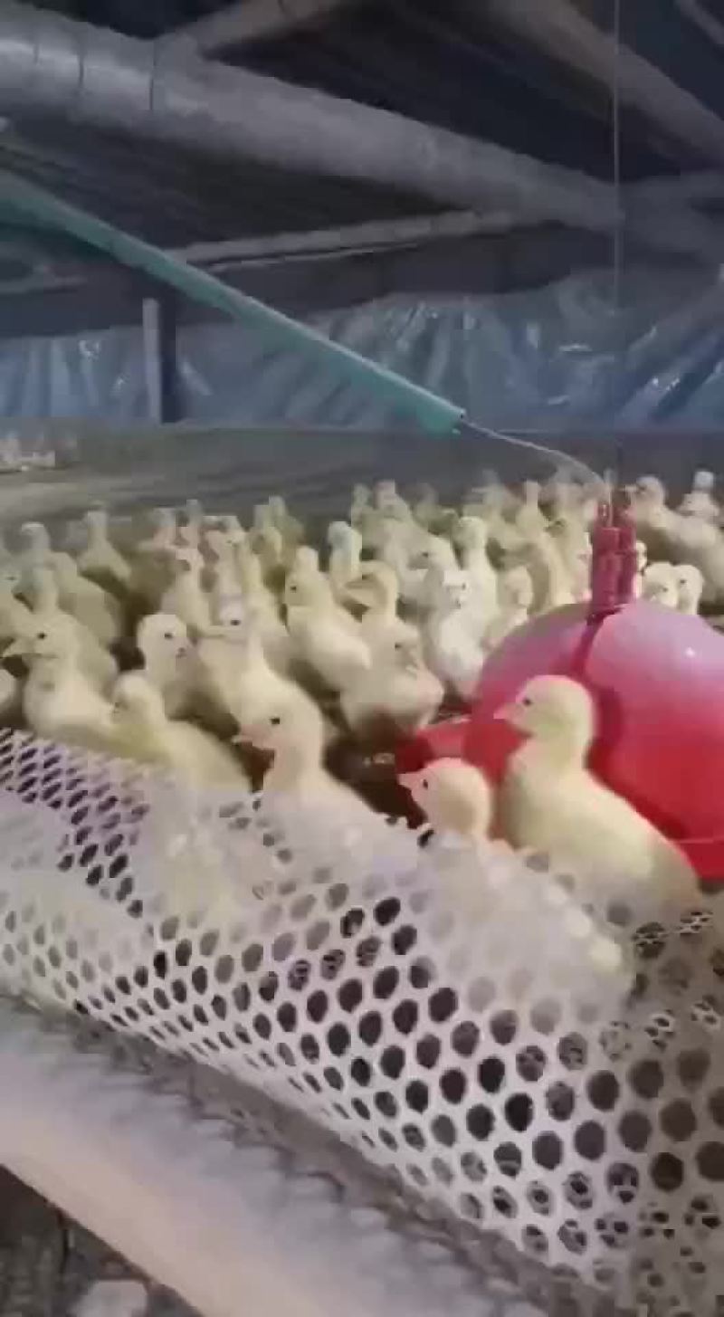 常年出售鹅苗
