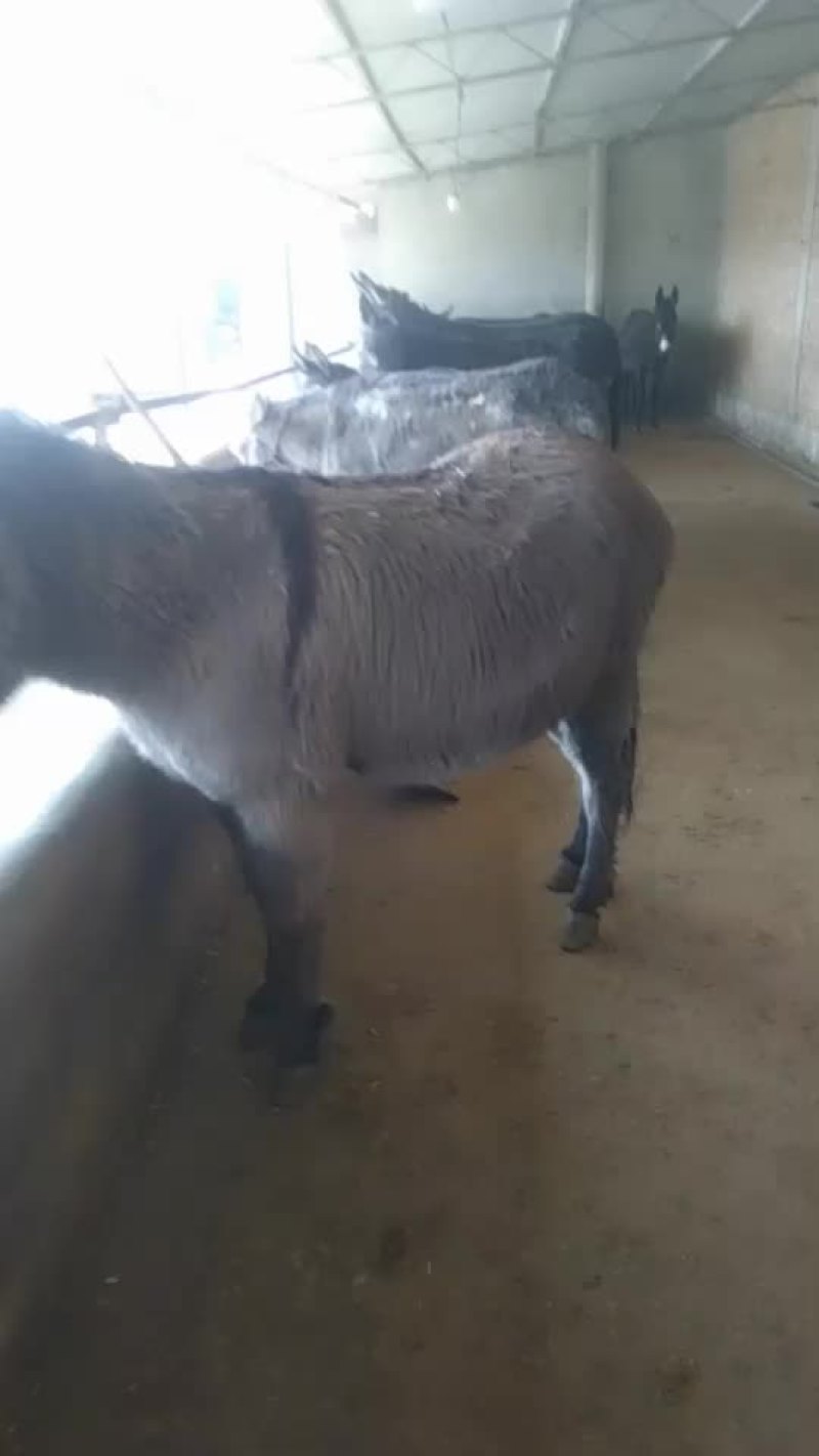 驴