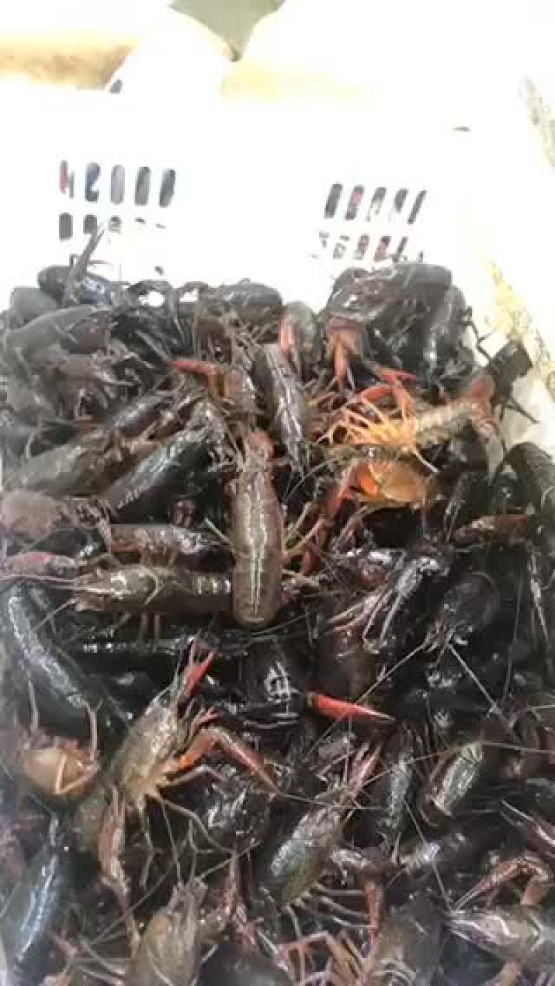 龙虾出售