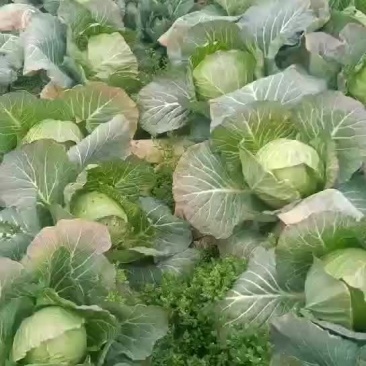 圆包菜