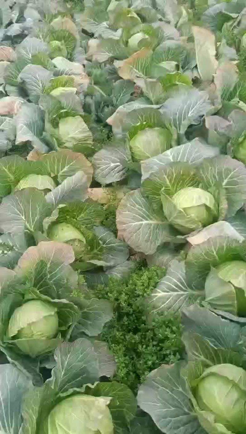 圆包菜