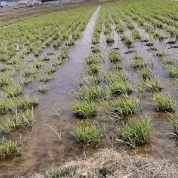 双季茭白