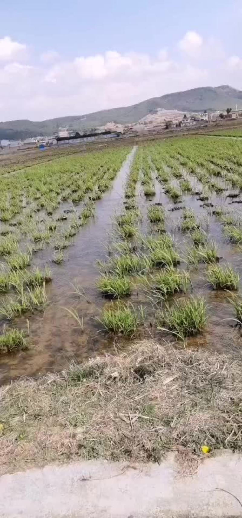双季茭白