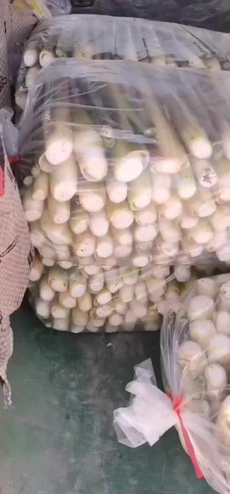 双季茭白