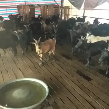 纯正东山黑山羊