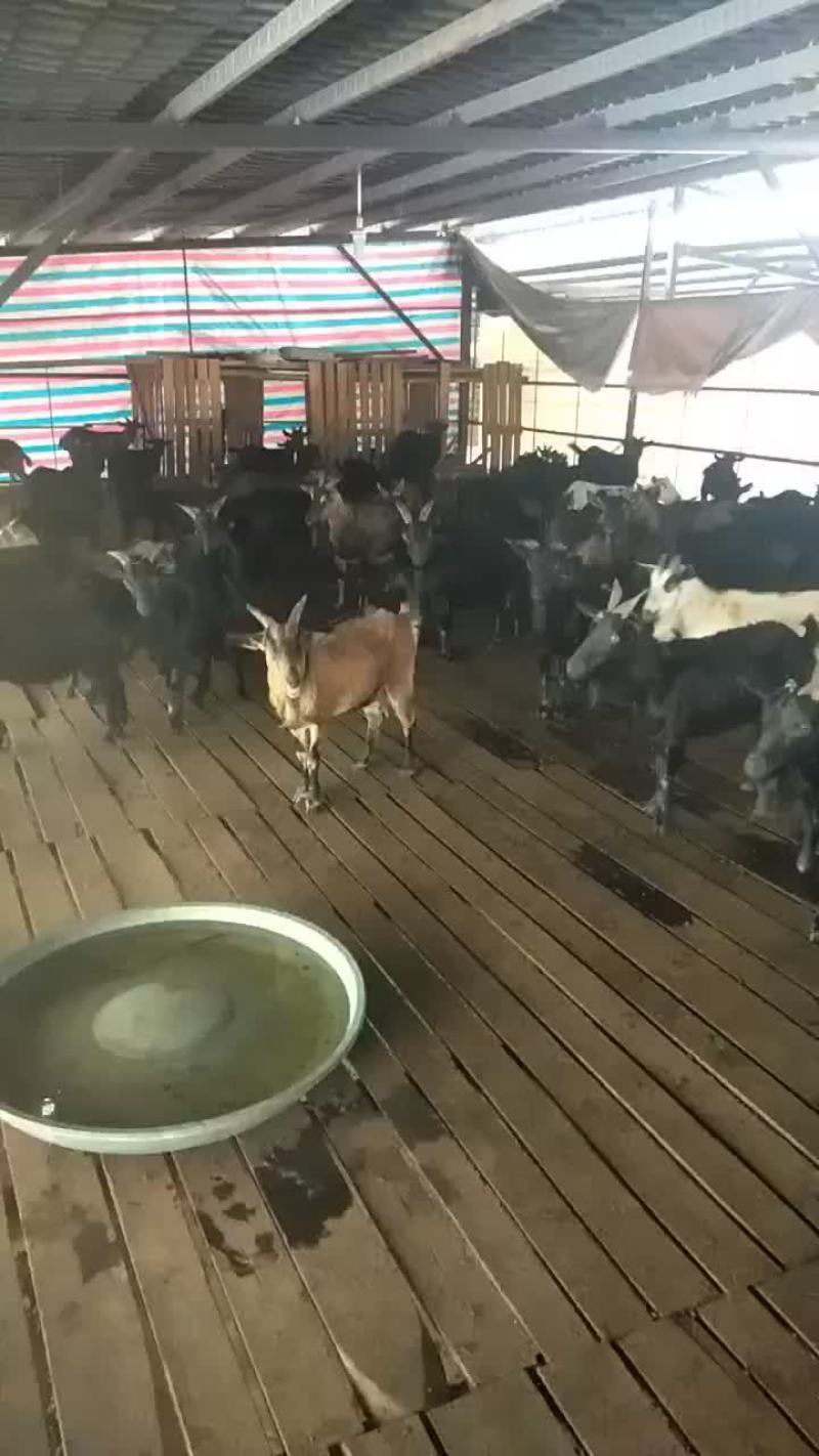 纯正东山黑山羊