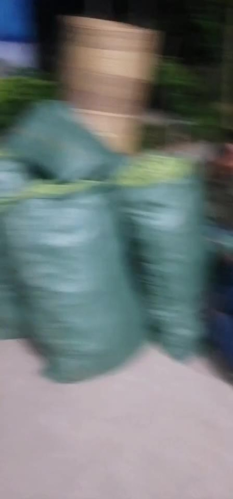 无劲豆
