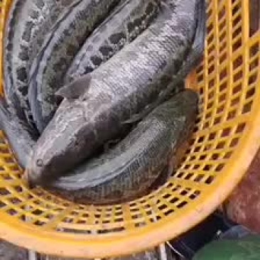 8⃣️斤一条大家伙