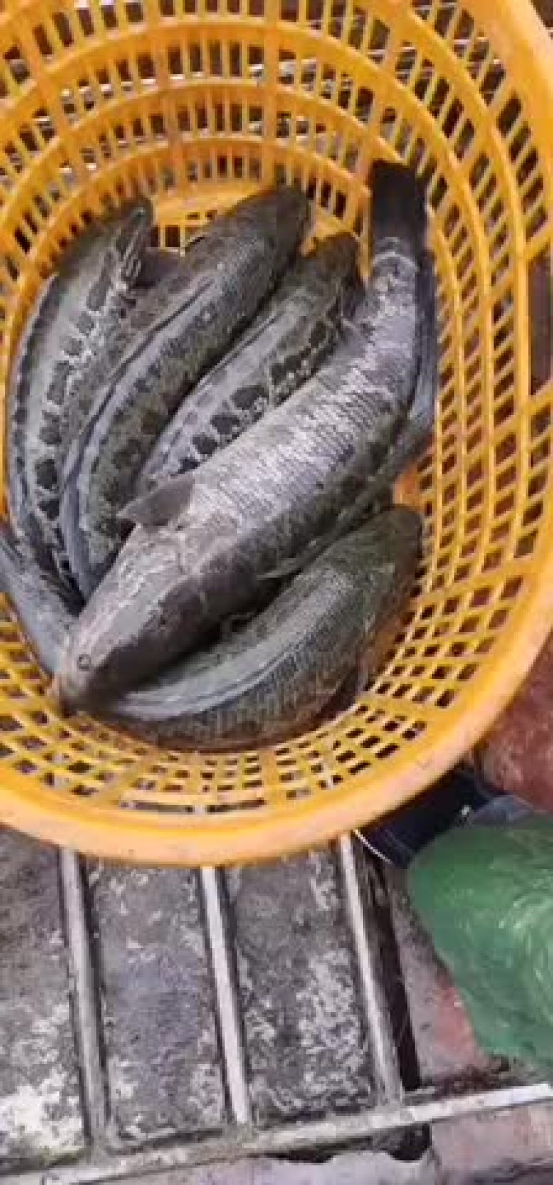 8⃣️斤一条大家伙