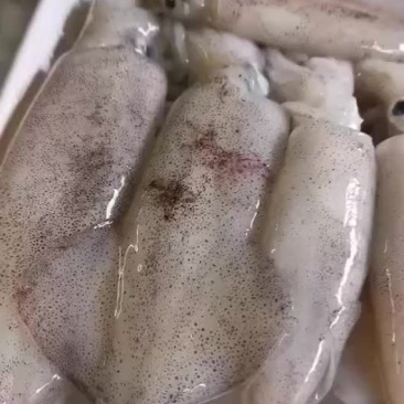 鱿鱼，新鲜鱿鱼，活的