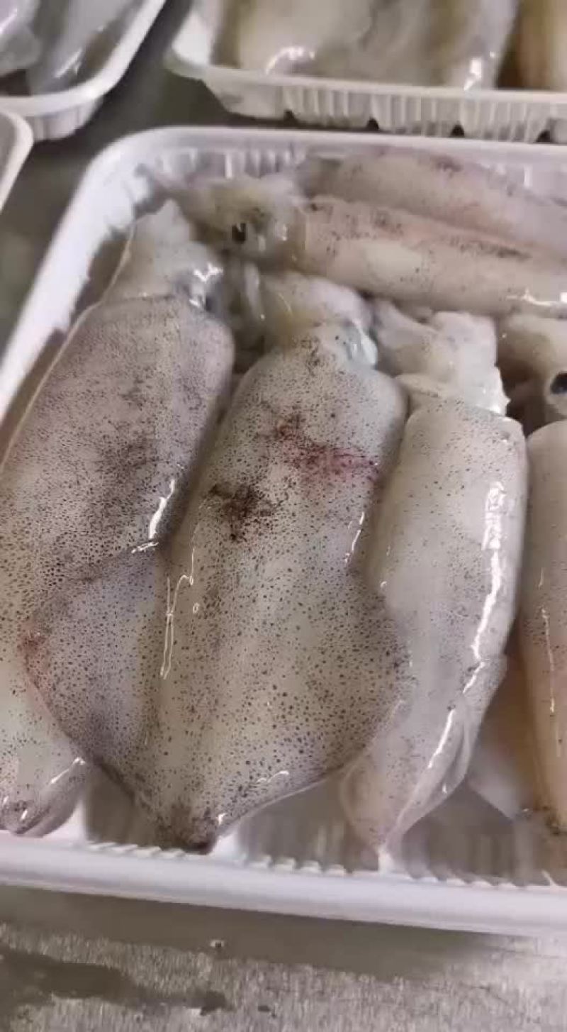 鱿鱼，新鲜鱿鱼，活的