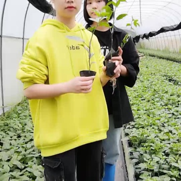 百香果苗
