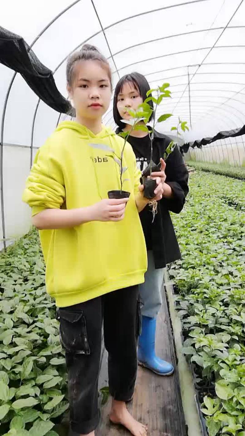 百香果苗
