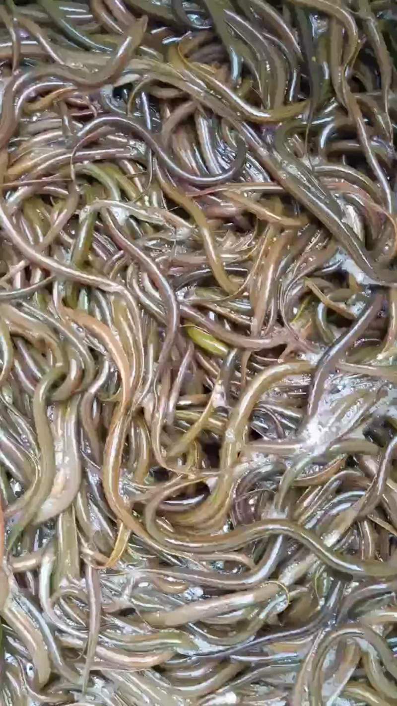 黄鳝苗，正大九号黄鳝苗，基地直供，量大可以免费送货