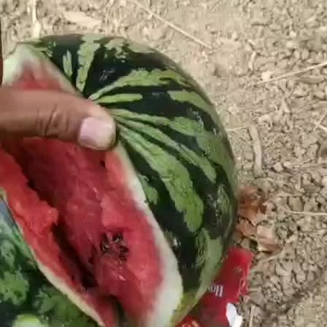 西瓜