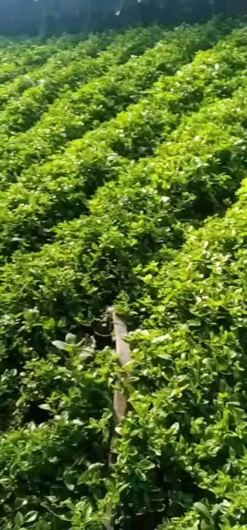 法香