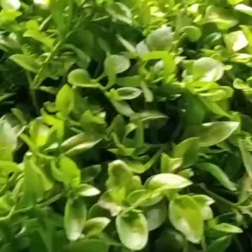 穿心莲