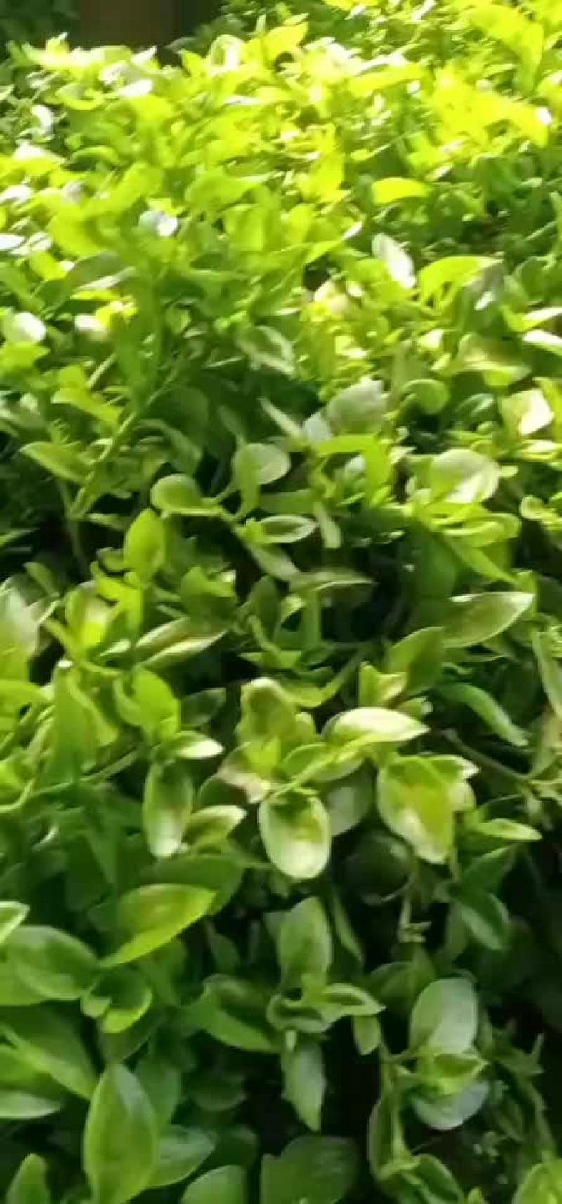 穿心莲