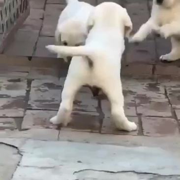拉布拉多犬犬舍繁殖自养自销。zzzzzzz