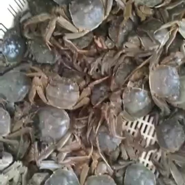 大闸蟹
