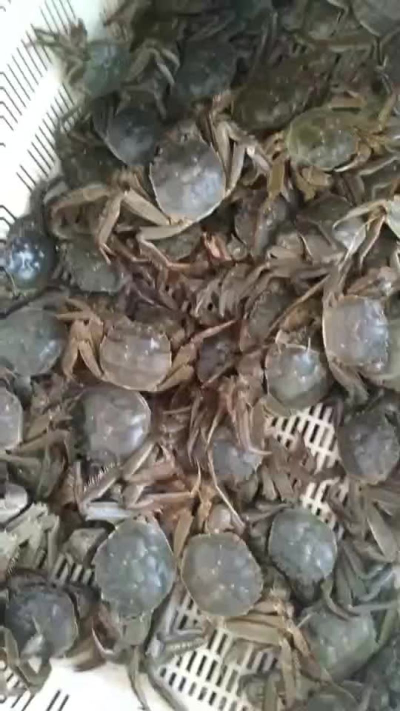 大闸蟹