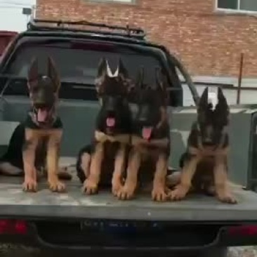 德国牧羊犬品相好双血统放牧牛羊必选