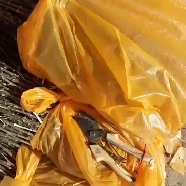 韩城大红袍狮子头黄盖花椒苗