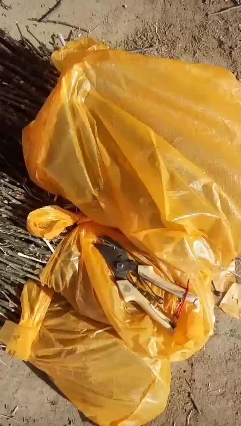 韩城大红袍狮子头黄盖花椒苗