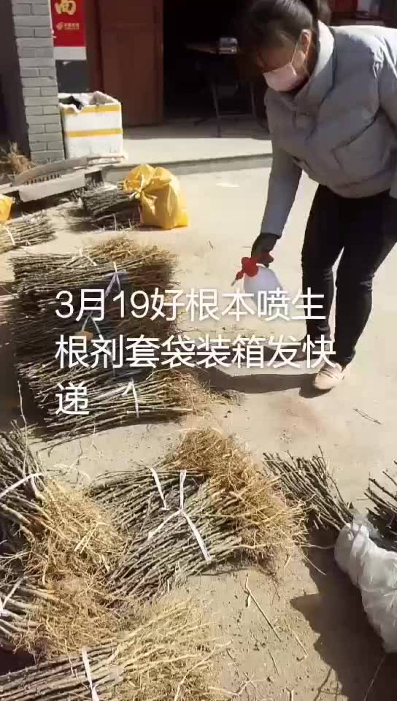 韩城大红袍狮子头黄盖花椒苗