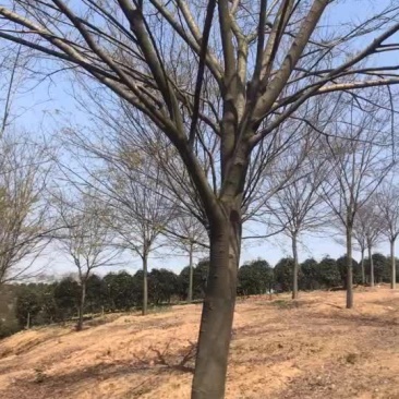 榉树