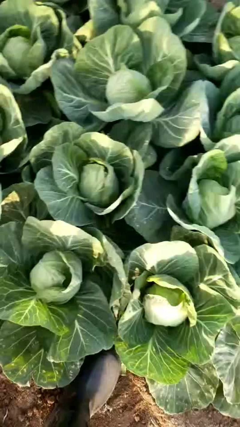 甘蓝大量上市