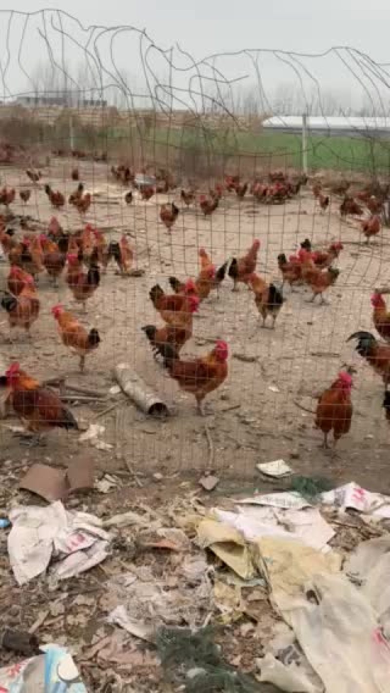 红瑶🐔苗，110天平均体重四斤半。