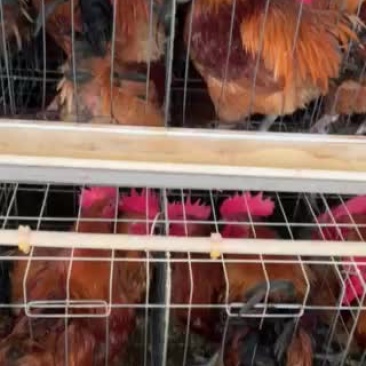 红瑶🐔苗，110天平均体重四斤半。