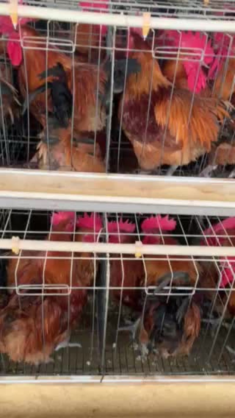 红瑶🐔苗，110天平均体重四斤半。