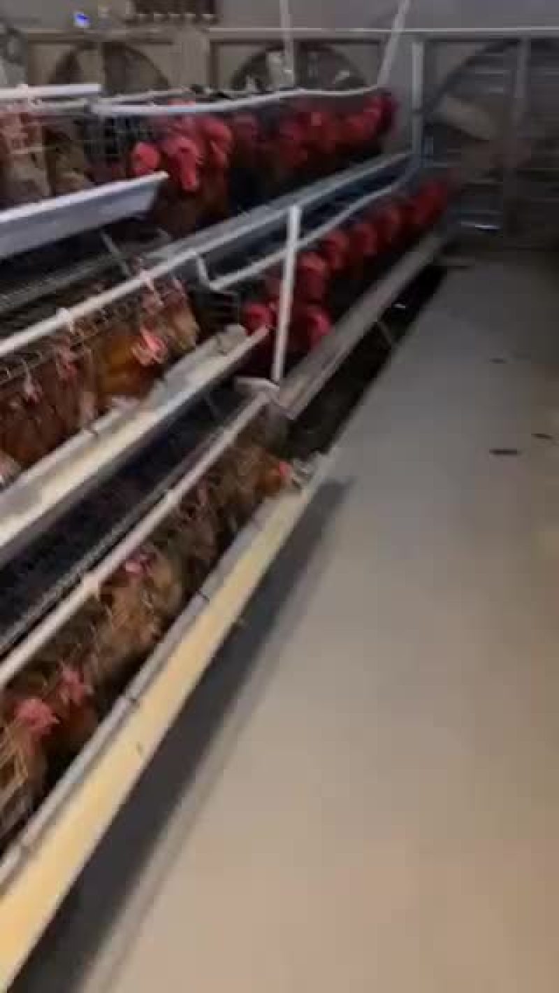 红瑶🐔苗，110天平均体重四斤半。