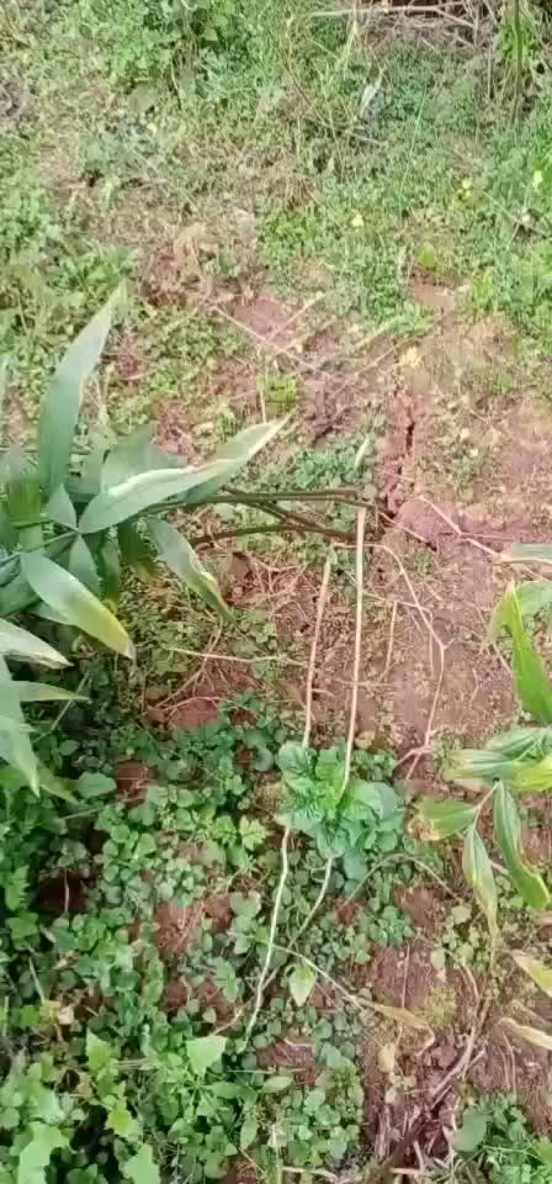 黄精苗子