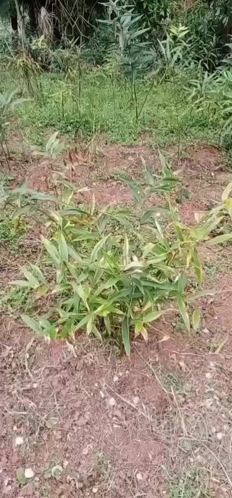 黄精苗子