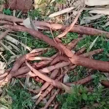 野生葛粉