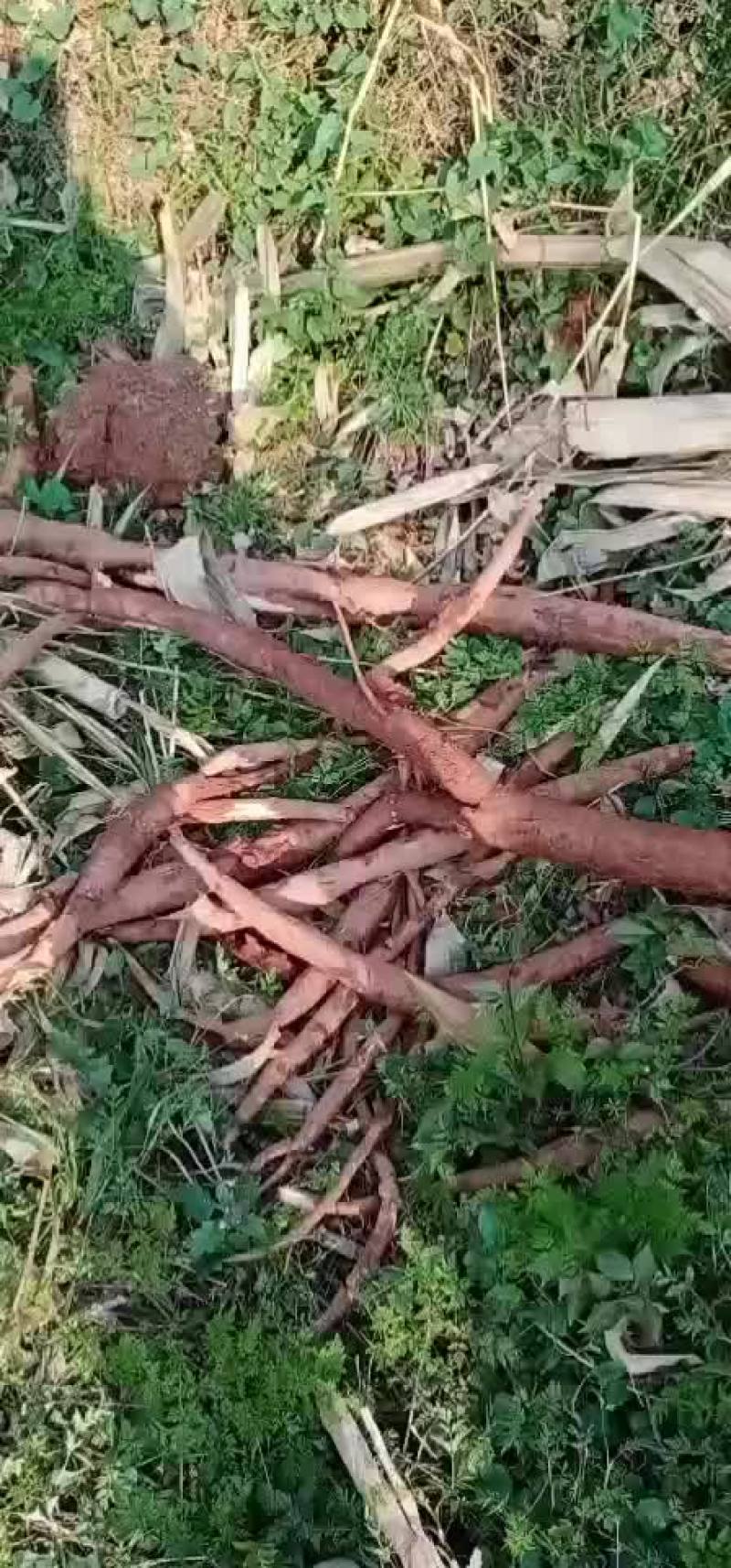 野生葛粉