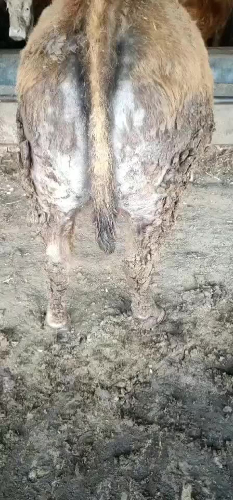 肉牛
