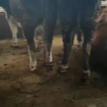 肉牛