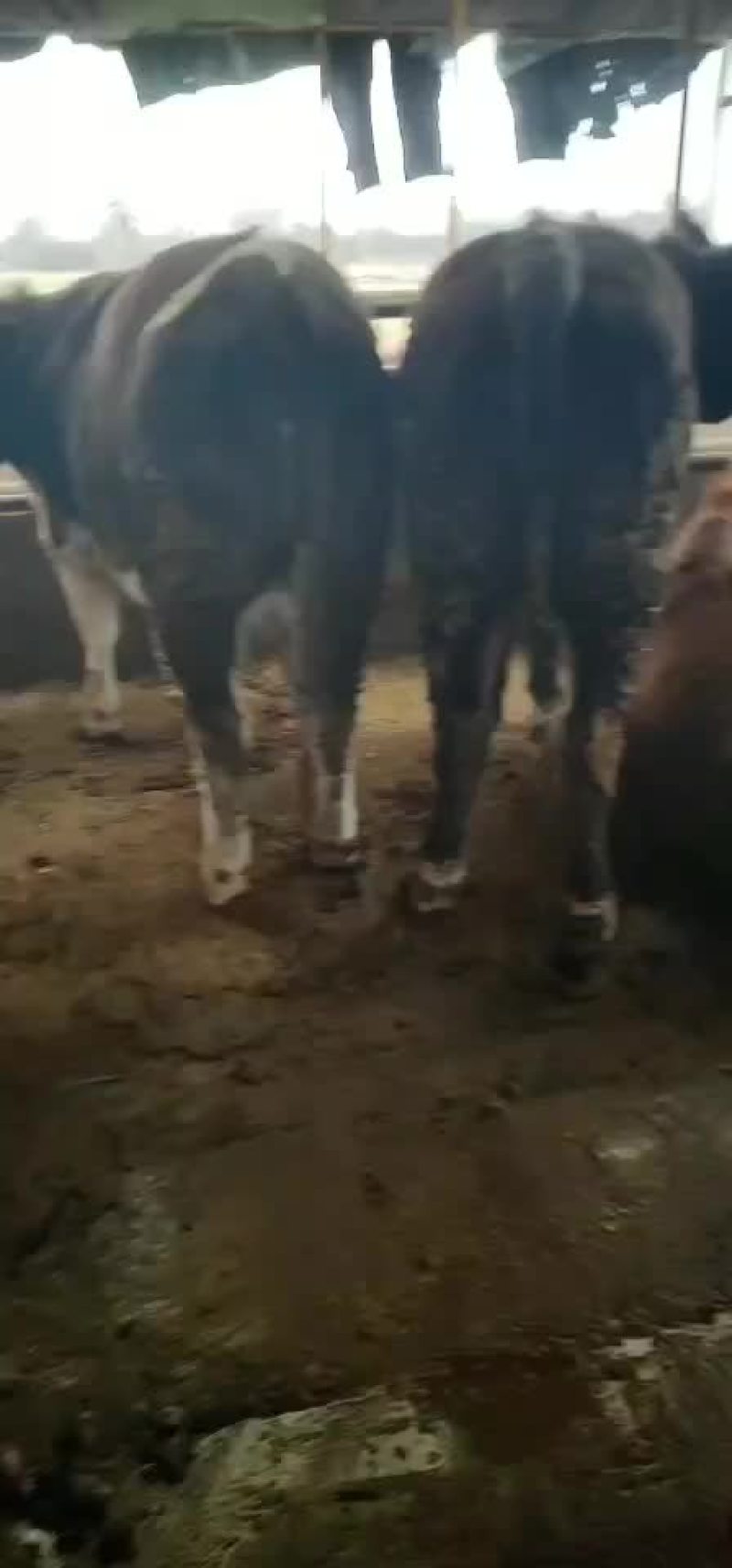 肉牛