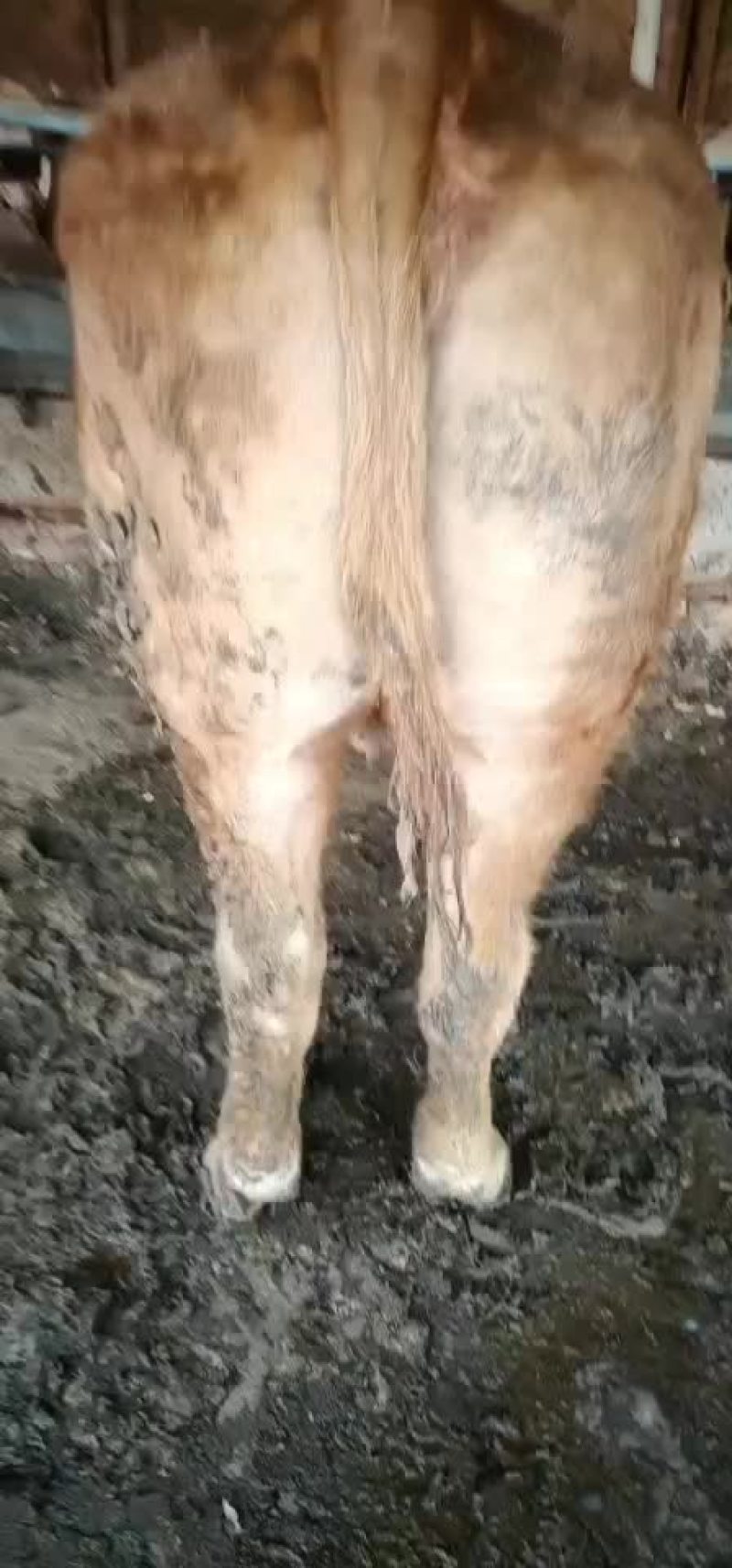 肉牛