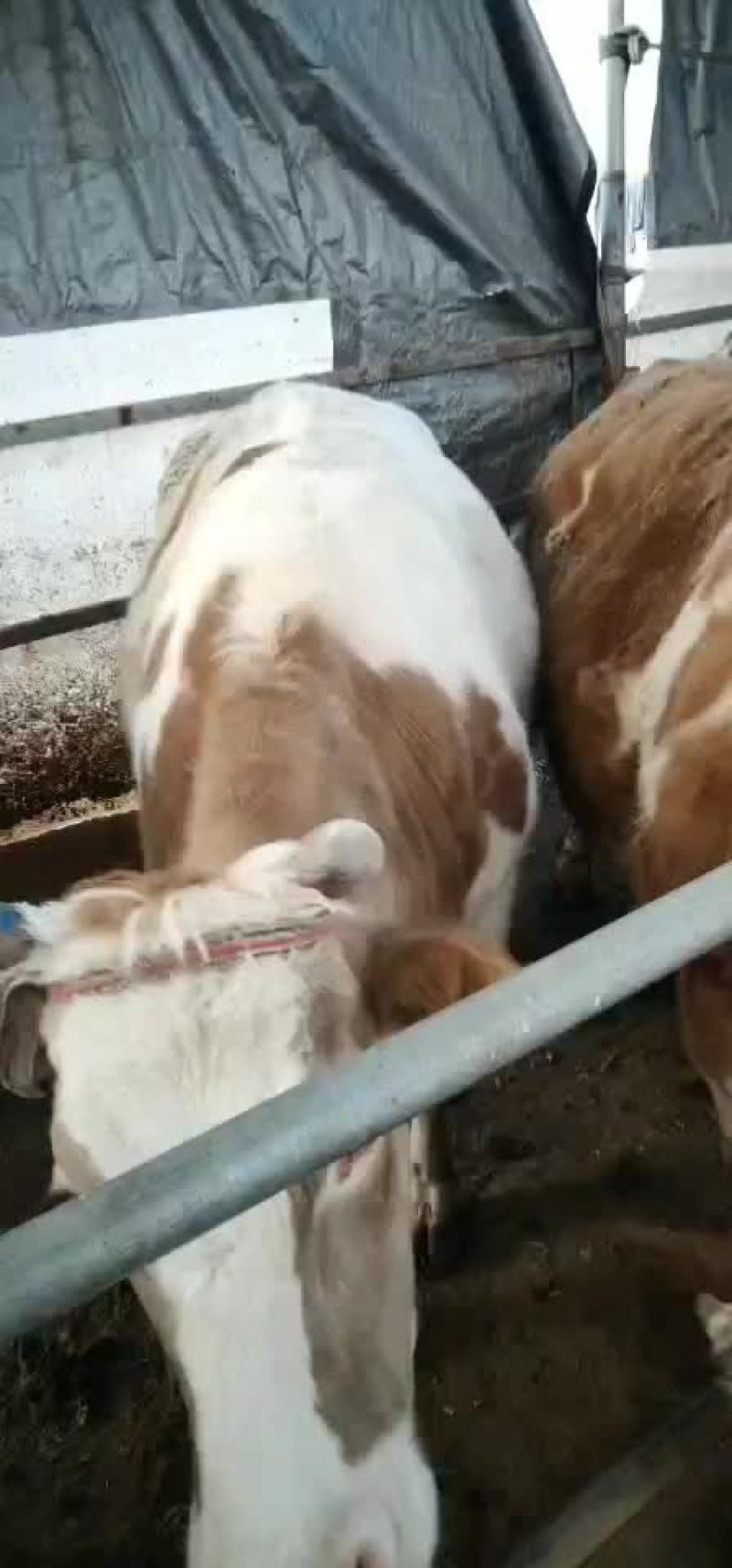 肉牛