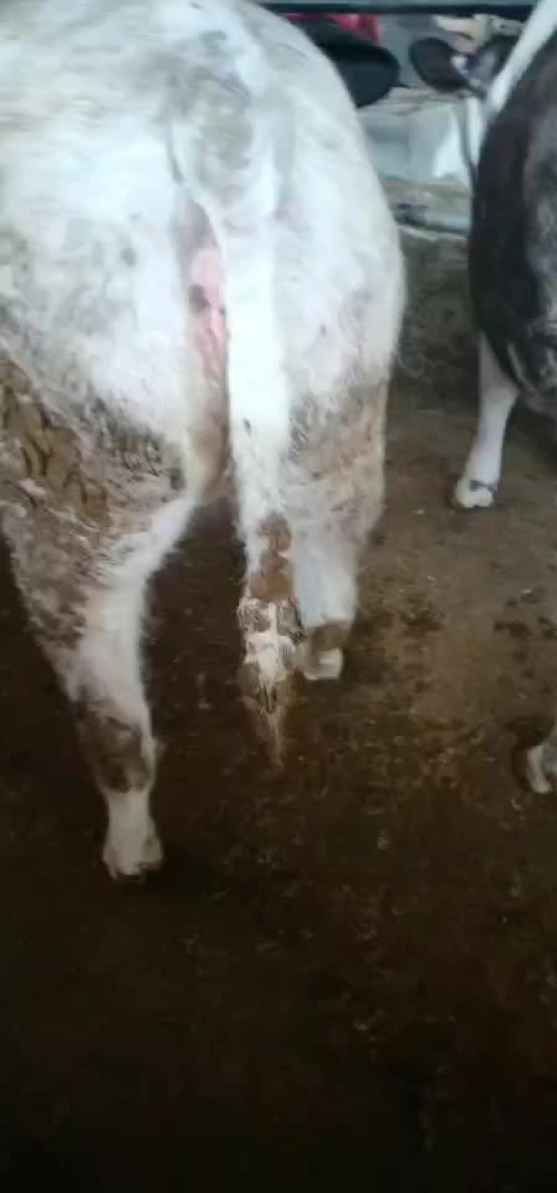 肉牛